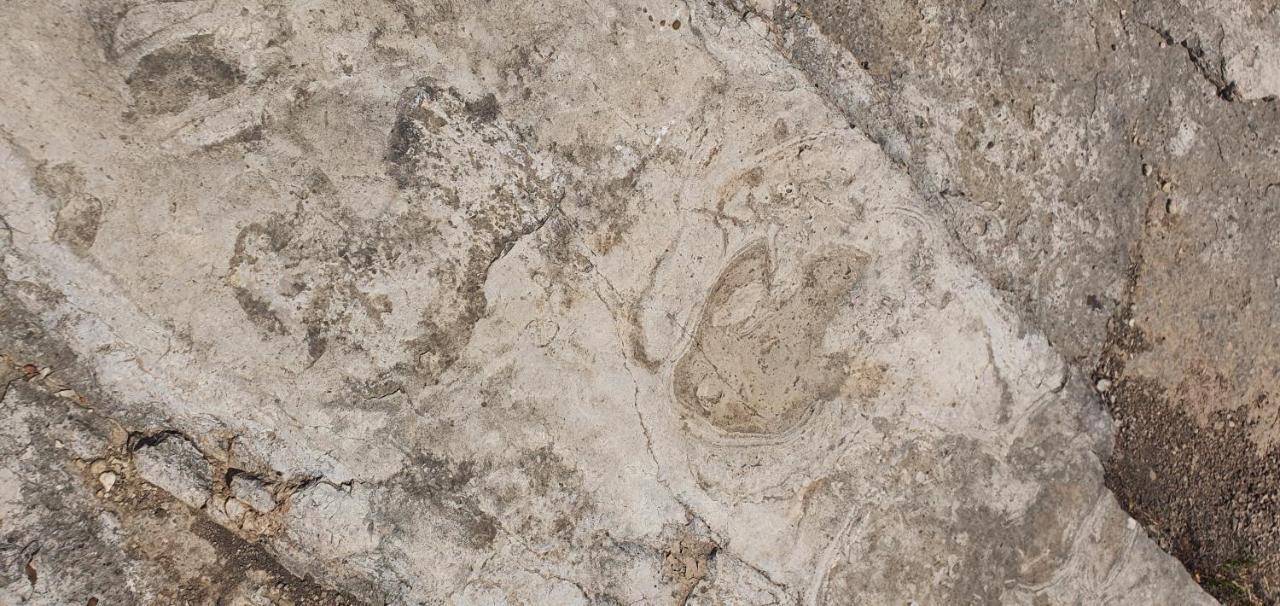 La Chirrichana Bicorp المظهر الخارجي الصورة